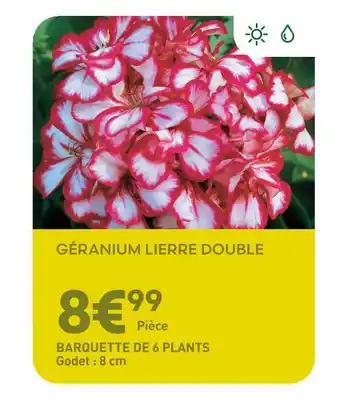 Ma Jardinerie Géranium Lierre Double offre