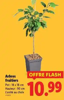 Lidl Arbres Fruitiers offre
