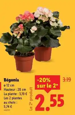 Lidl Bégonia offre