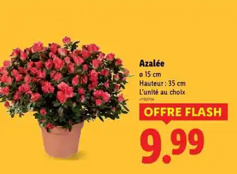 Lidl Azalée offre