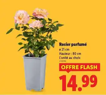 Lidl Rosier parfumé offre