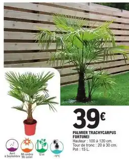 E.Leclerc PALMIER TRACHYCARPUS FORTUNEI offre