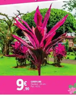 E.Leclerc CORDYLINE offre