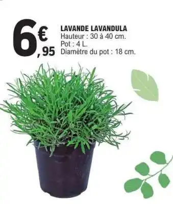 E.Leclerc LAVANDE LAVANDULA offre