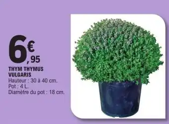E.Leclerc THYM THYMUS VULGARIS offre