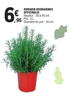 E.Leclerc ROMARIN ROSMARINUS OFFICINALIS offre