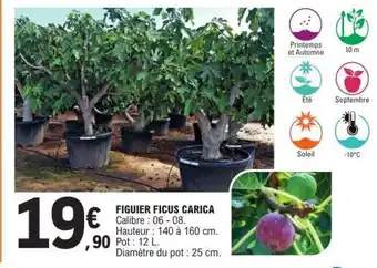 E.Leclerc FIGUIER FICUS CARICA offre