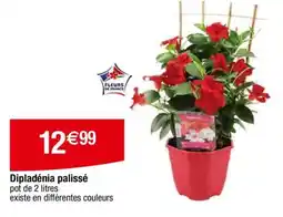 Carrefour Dipladénia palissé offre