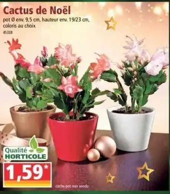Norma Cactus de Noël offre