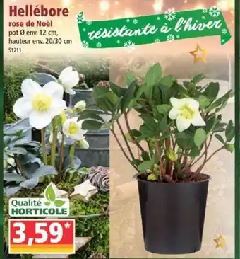 Norma Hellébore rose de Noël offre