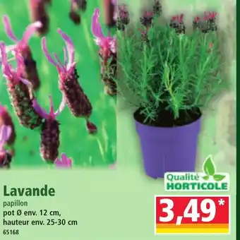 Norma Lavande papillon offre