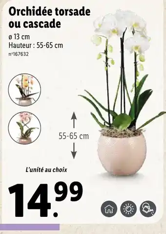 Orchidée Torsade Ou Cascade