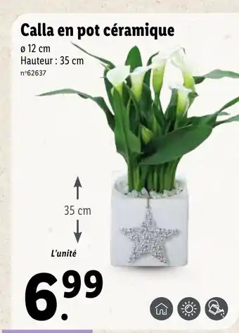 Lidl Calla En Pot Céramique offre