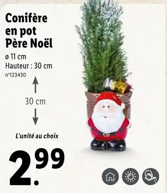 Lidl Conifère En Pot offre