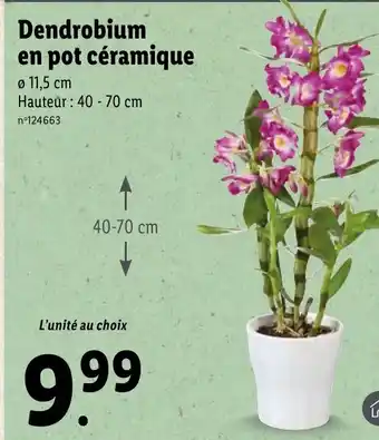 Lidl Dendrobium En Pot Céramique offre