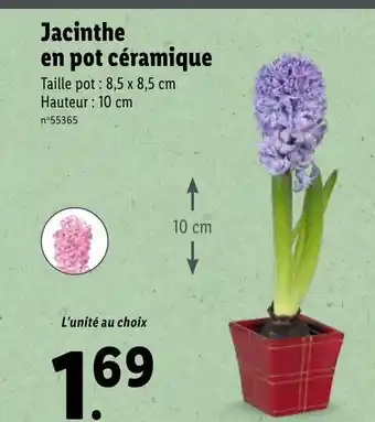 Lidl Jacinthe En Pot Céramique offre
