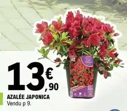 E.Leclerc AZALÉE JAPONICA offre