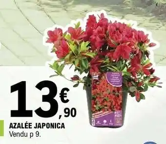 E.Leclerc AZALÉE JAPONICA offre