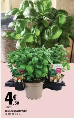E.Leclerc BASILIC GRAND VERT offre