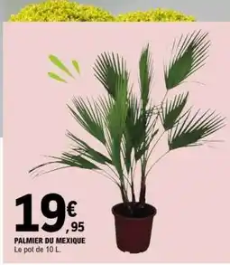 E.Leclerc PALMIER DU MEXIQUE offre