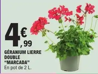 E.Leclerc GÉRANIUM LIERRE DOUBLE “MARCADA” offre