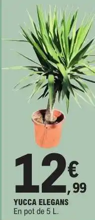 E.Leclerc YUCCA ELEGANS offre