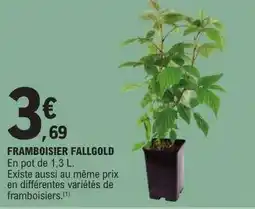 E.Leclerc FRAMBOISIER FALLGOLD offre