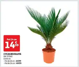 Auchan Cycas Revoluta offre