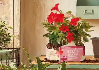 Jardiland ECLOZ Dipladénia ECLOZ offre