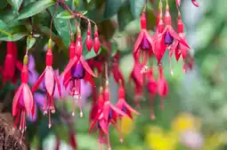 Jardiland Fuchsia offre