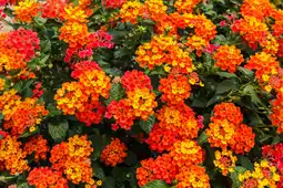 Jardiland Lantana offre
