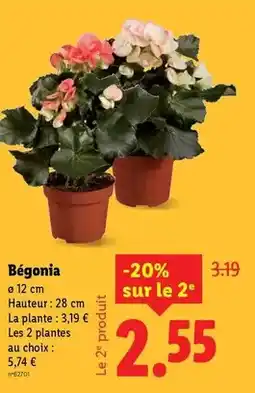 Lidl Bégonia offre