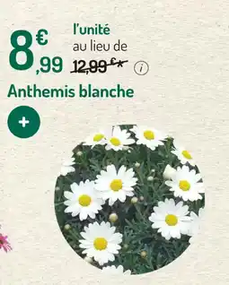 Anthemis blanche