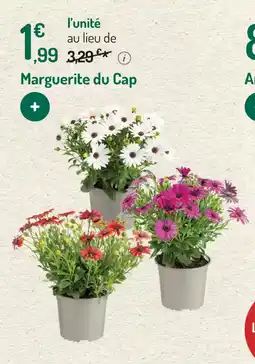 Marguerite du cap