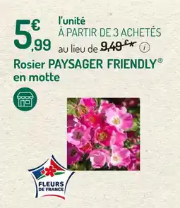 Rosier paysager friendly en motte