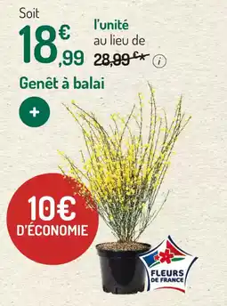 Genêt à balai