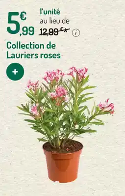 Collection de lauriers roses