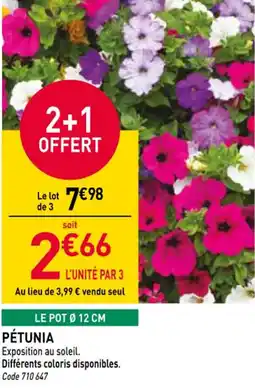 RAGT Jardin & Maison Pétunia offre