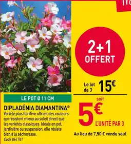 RAGT Jardin & Maison Dipladénia diamantina offre