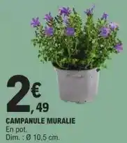 E.Leclerc Dim - campanule muralie offre
