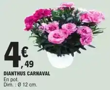 E.Leclerc Dim - dianthus carnaval offre