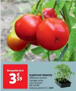 Auchan W5 - plants de tomates offre