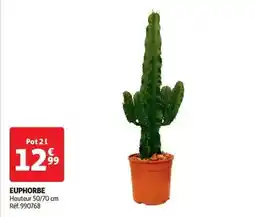 Auchan Euphorbe offre