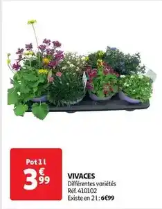 Auchan Vivaces offre