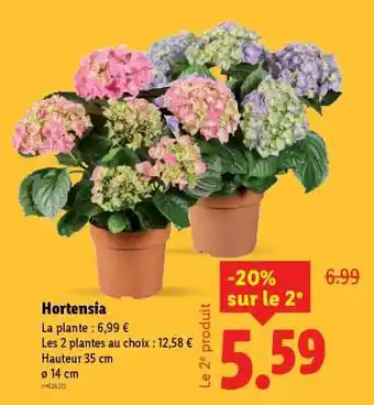 Lidl Hortensia offre