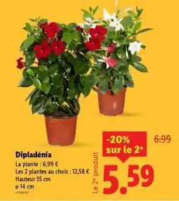 Lidl Dipladenia offre