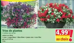 Norma Trios de plantes offre