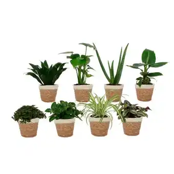 Carrefour Plante verte offre