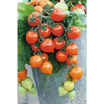 Carrefour Plants de tomates offre