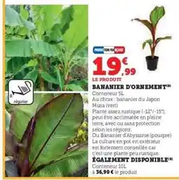 Hyper U BANANIER D'ORNEMENT offre